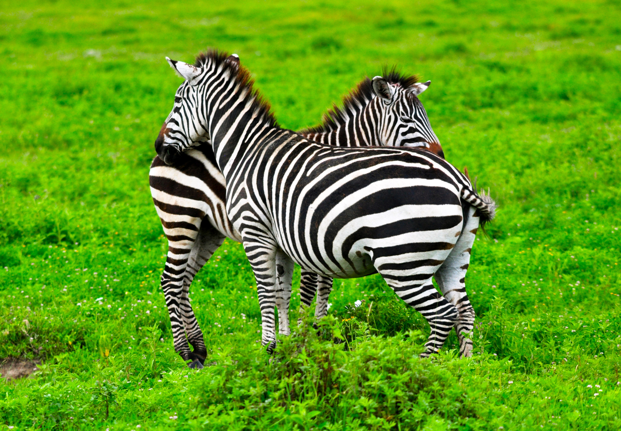 Looking both Ways, Masai Mara