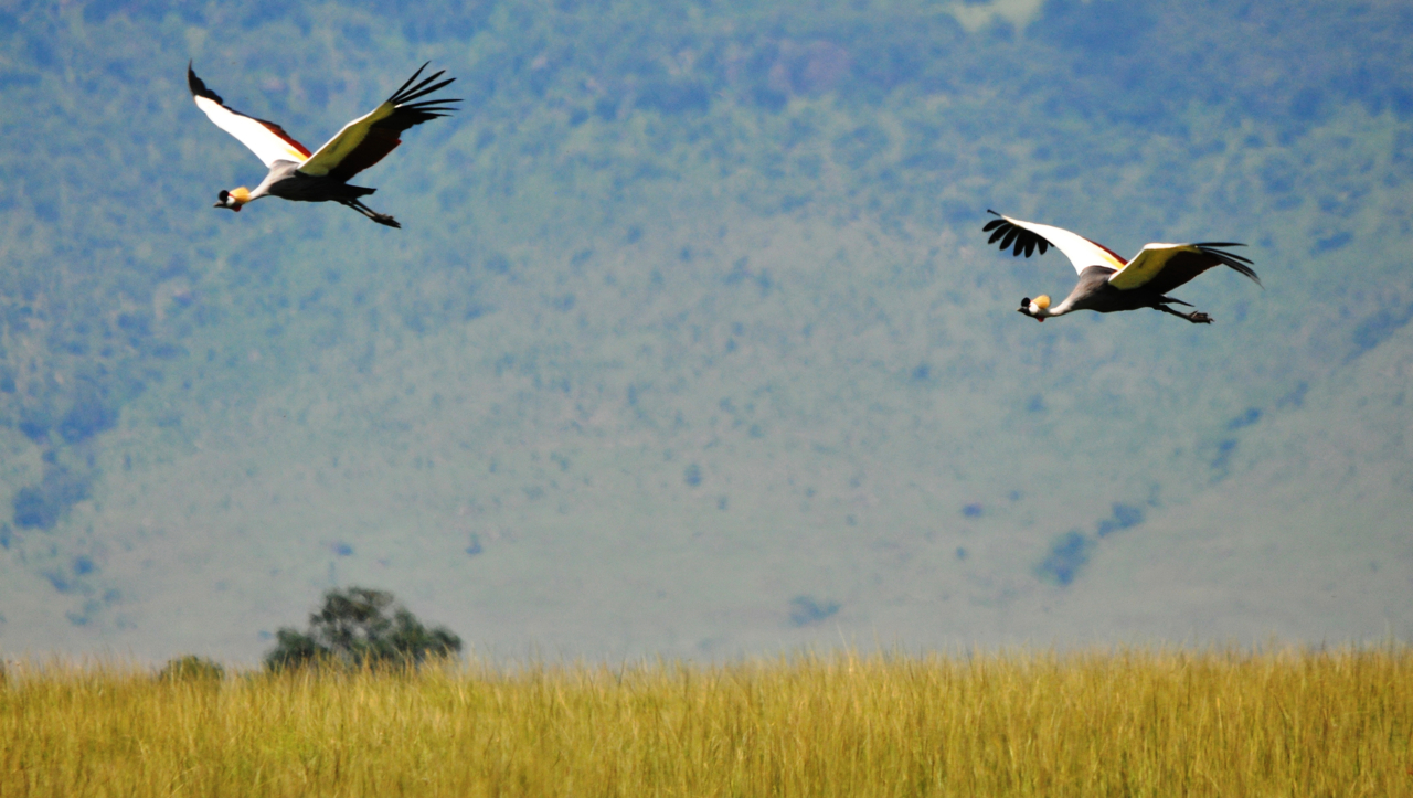 Egyptian Storks, Ngorongoro Crater