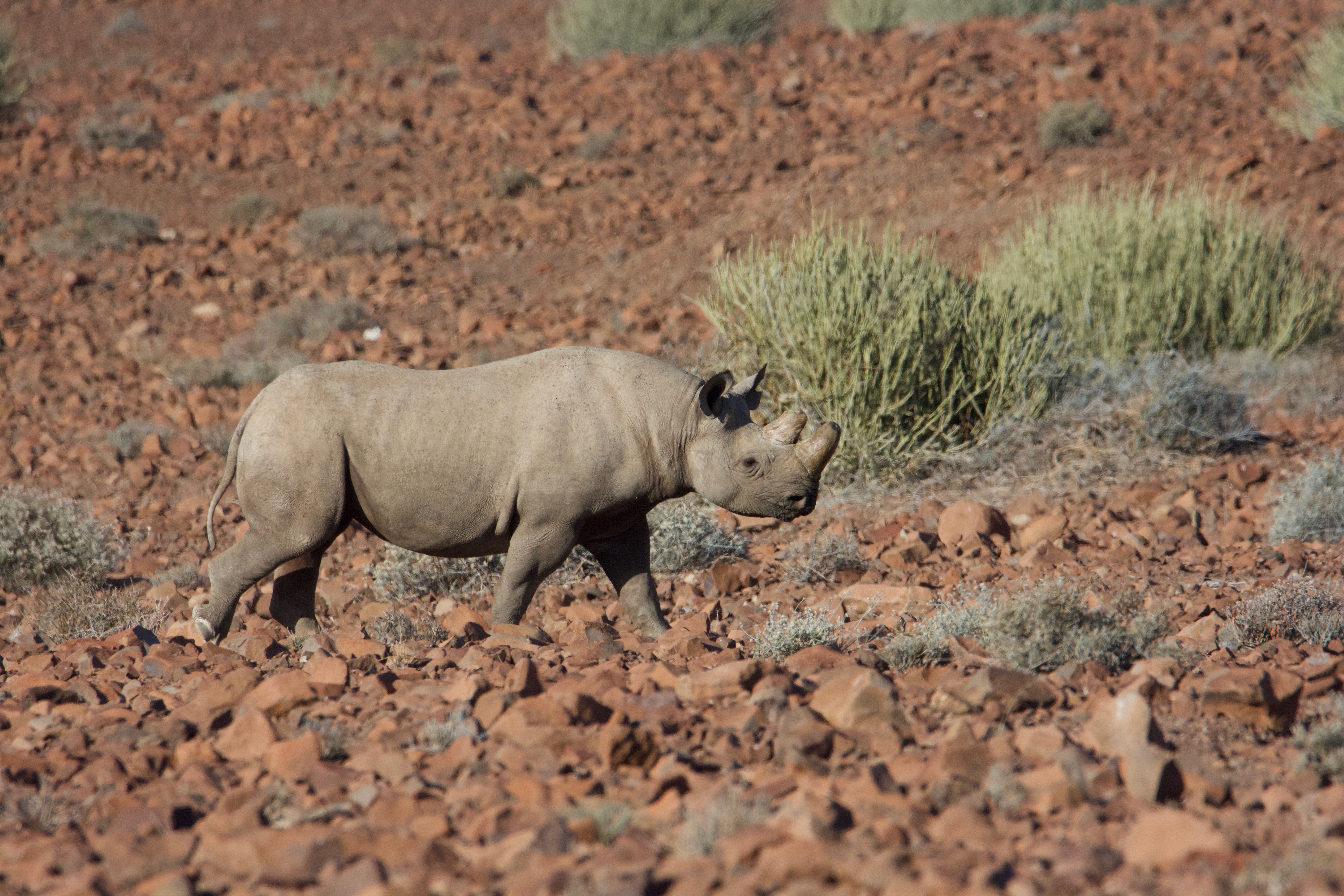 DESERT RINO