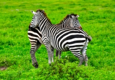 Looking both Ways, Masai Mara