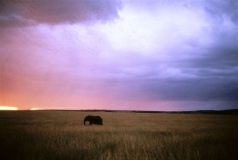 Elephant sunset, Masai Mara