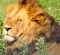 King of Beasts, Masai Mara