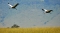 Egyptian Storks, Ngorongoro Crater