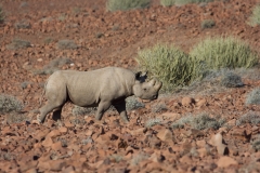 DESERT RINO