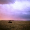 Elephant sunset, Masai Mara