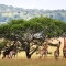 africa-158