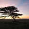 African-icon