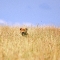 I see you