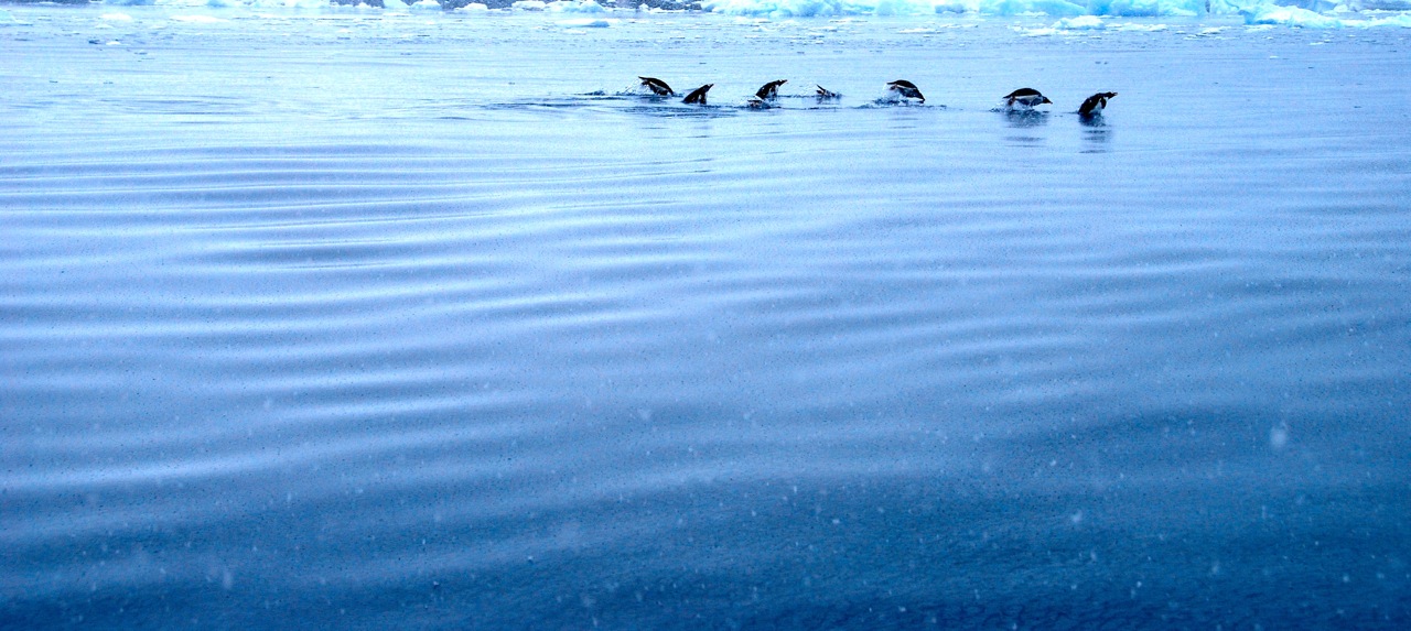 Dodging the Leopard Seal