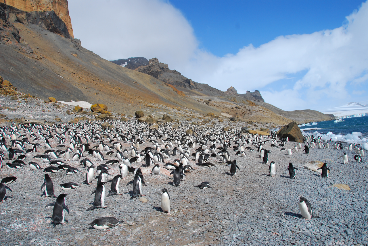 Got Penguins?