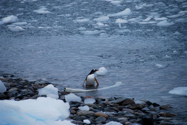 penguin-and-whale-bone