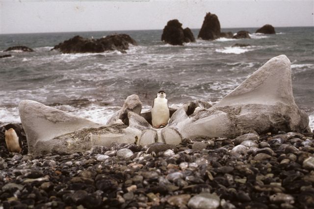 penguin-bow-tie