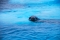 leopord-seal