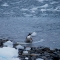 penguin-and-whale-bone