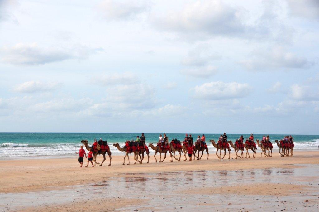 camels-on-the-beach. Broome