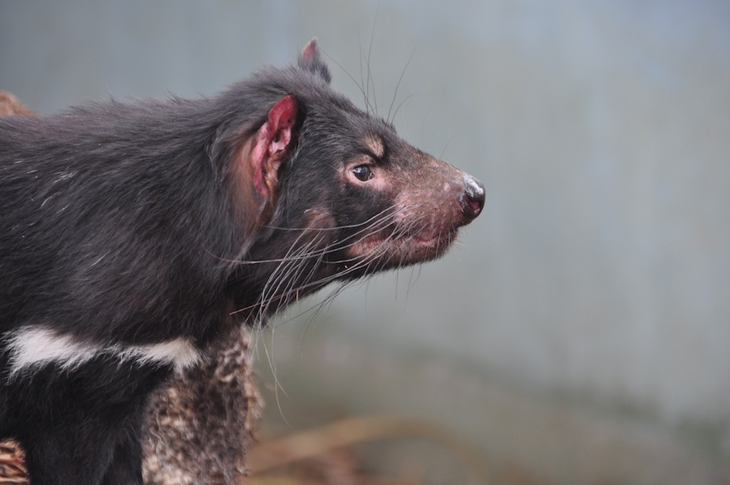tasmanian-devil