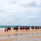 camels-on-the-beach. Broome