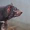 tasmanian-devil