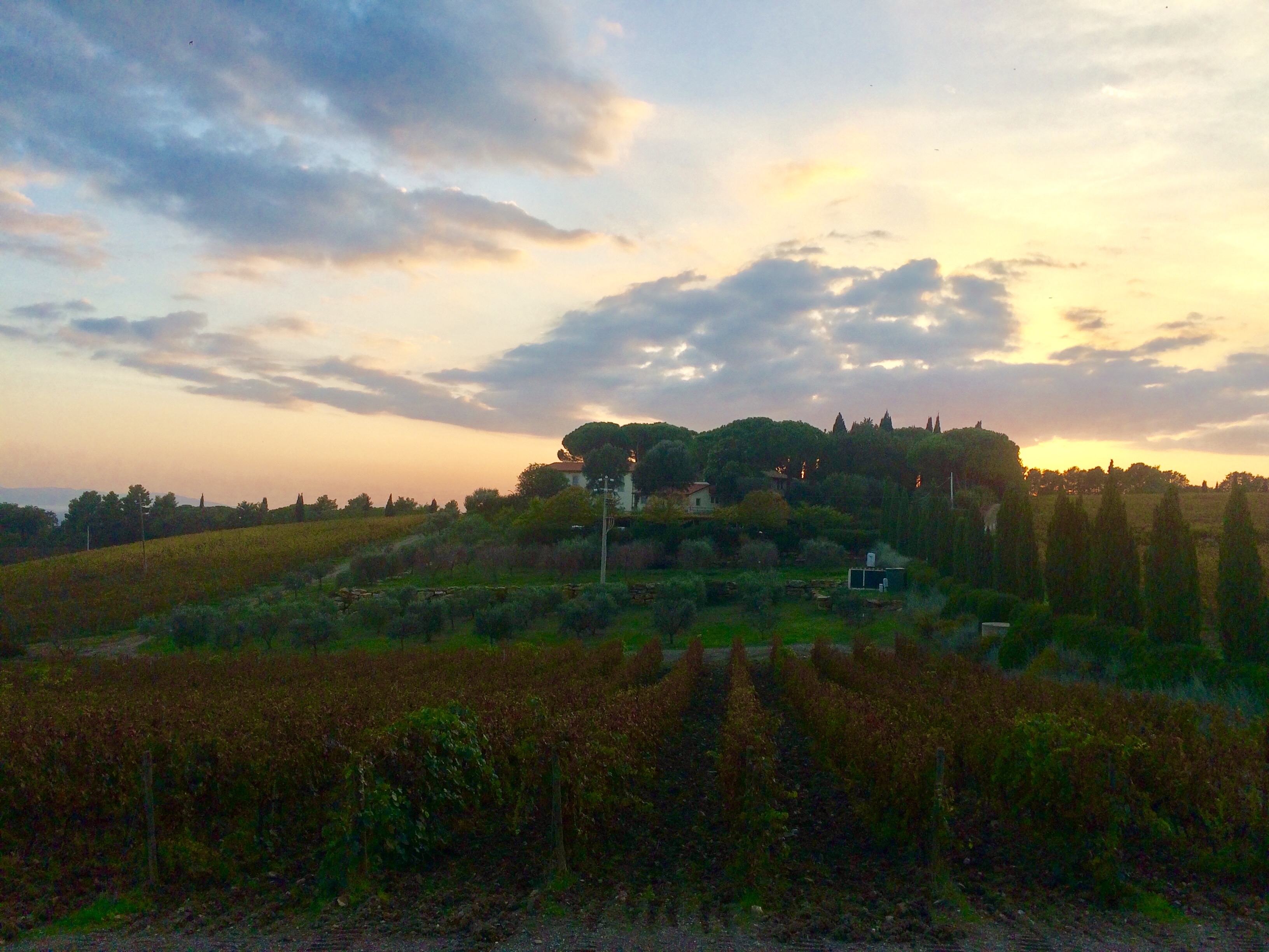 WINERY SUNSET