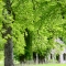 Irish Spring