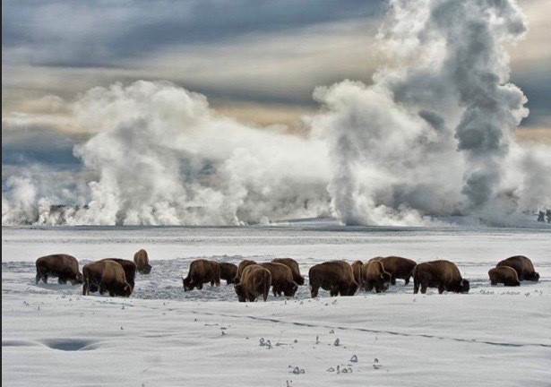 YELLOWSTONE IN WINTER