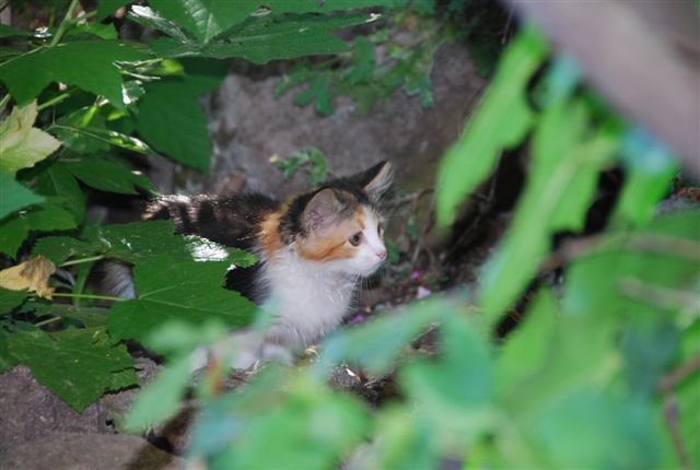 calico