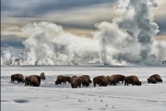 YELLOWSTONE IN WINTER