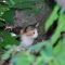 calico