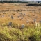 Custers-last-stand-montana
