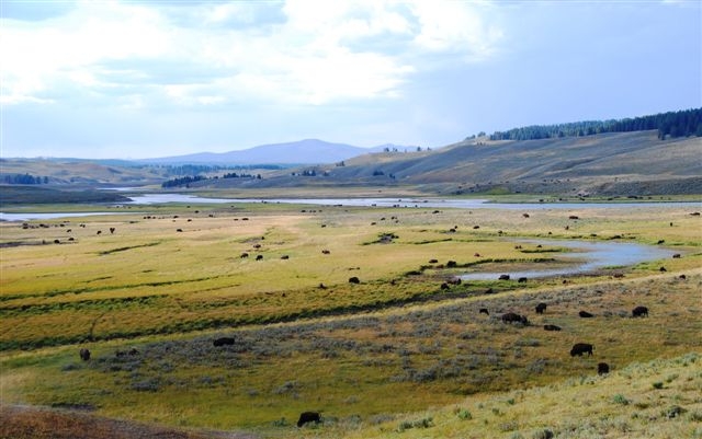 where-the-bison-roam