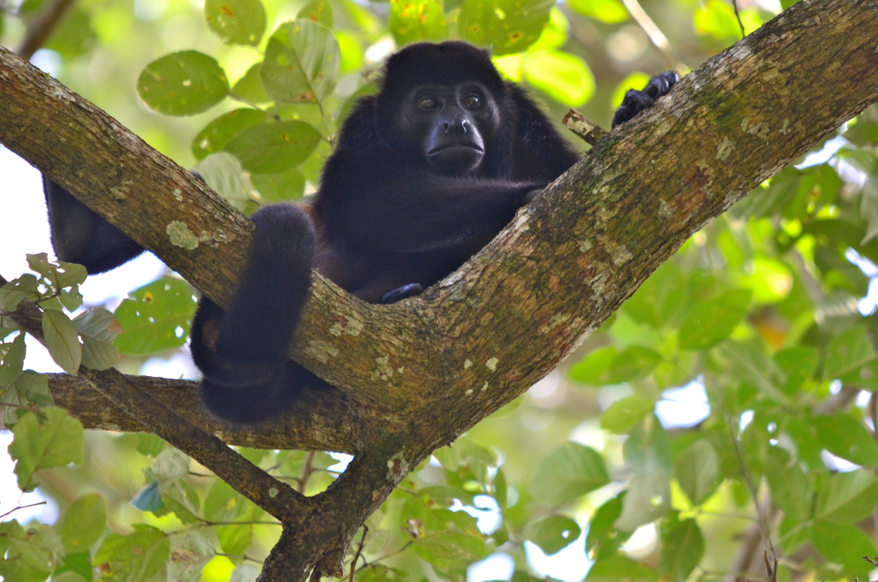 Howler Monkey, Costa Rica