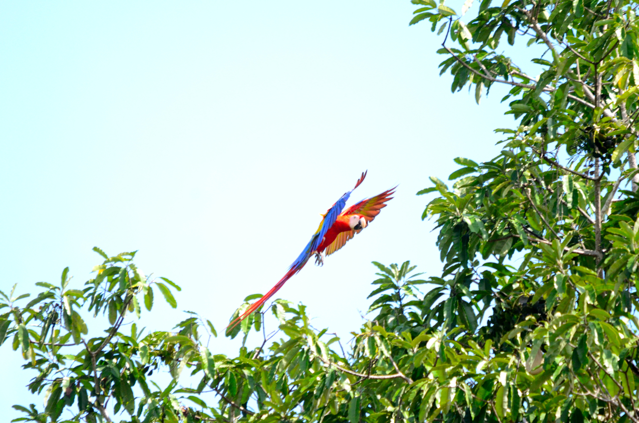 Scarlet Landing, Costa Rica