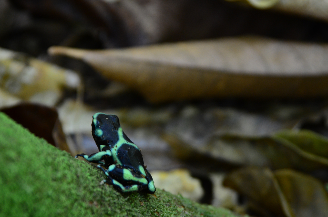 Poison Dart Frog, Costa Rica