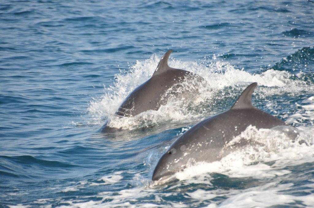 in sync, Pureto Jimenz, Costa Rica