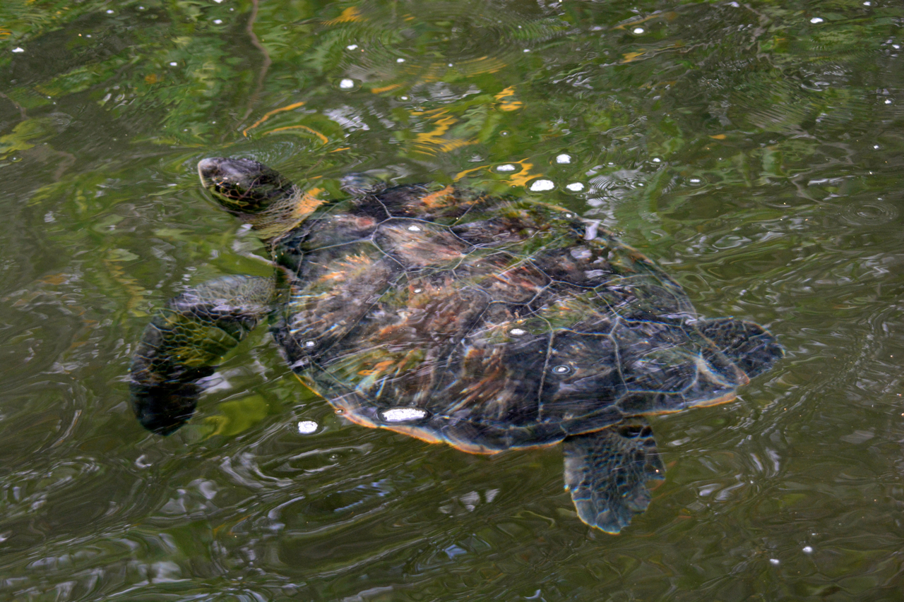 green-sea-turtle