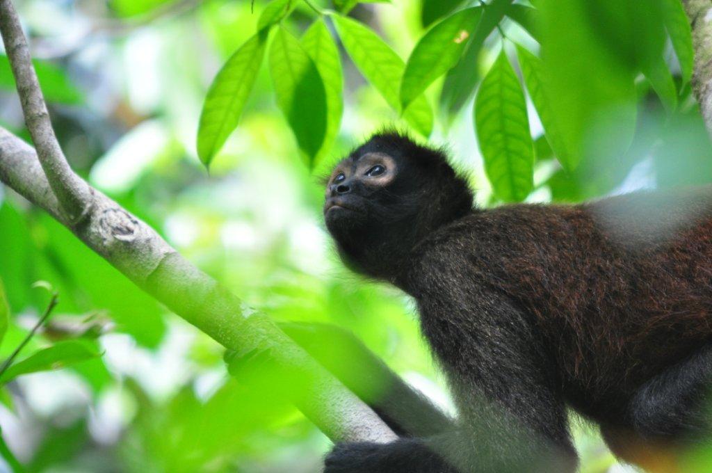 look-out, Bosque Del Cabo, Costa Rica