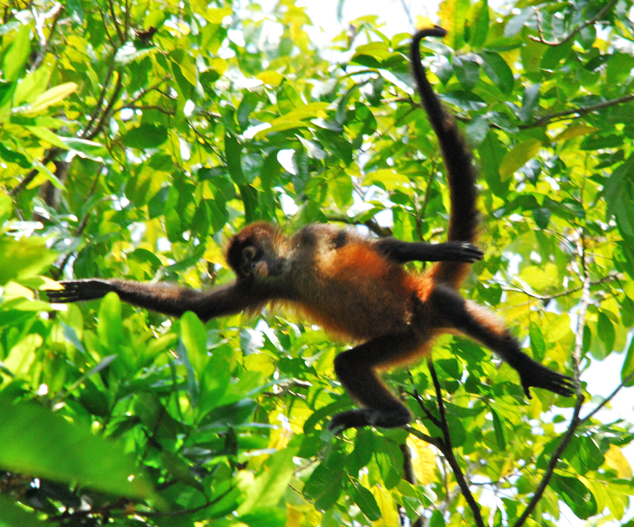 man-in-motion, Bosque Del Cabo, Costa Rica