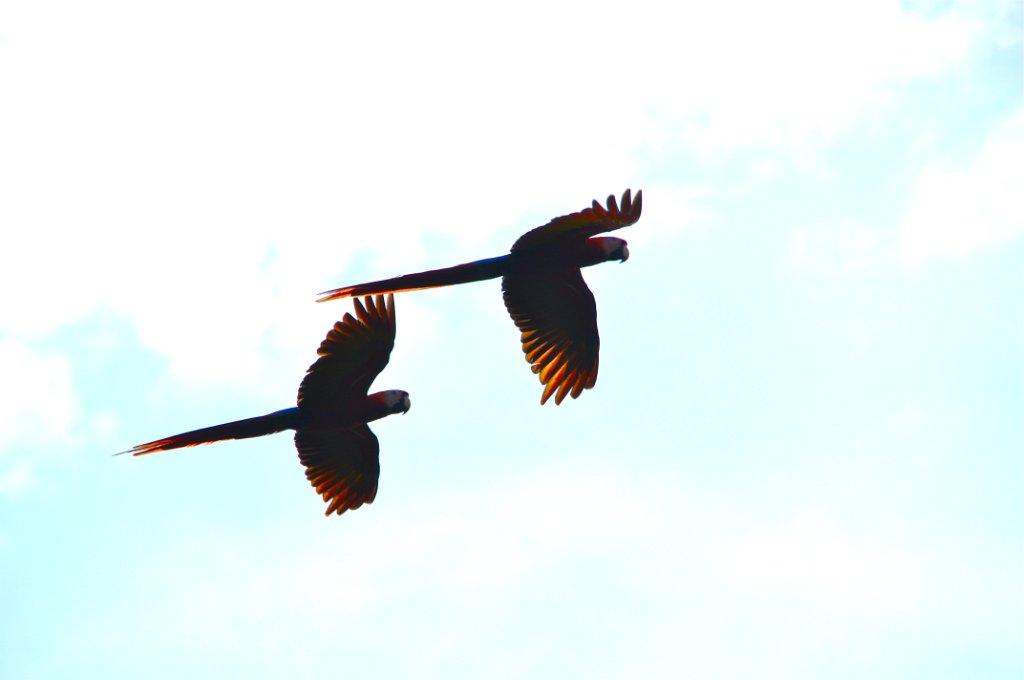 mates, Bosque Del Cabo, Costa Rica