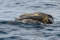 Sea Turtles Mating, Puerto Jimenez, Costa Rica