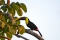 Toucan, Costa Rica