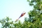 Scarlet Landing, Costa Rica