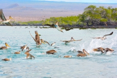 FISHING FRENZY