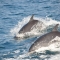in sync, Pureto Jimenz, Costa Rica