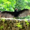 wings, Cuban countryside