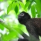 look-out, Bosque Del Cabo, Costa Rica