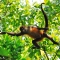 man-in-motion, Bosque Del Cabo, Costa Rica