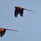 matched-pair, Bosque Del Cabo, Costa Rica