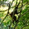monkey business, Bosque Del Cabo, Costa Rica