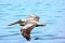 pelican