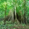 rio-negro-big-tree, Amazon River Basin